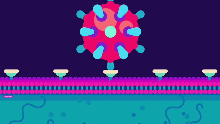 The Coronavirus Explained