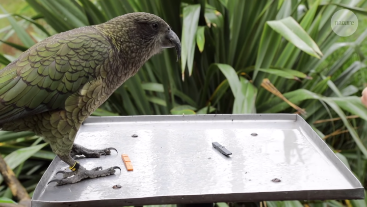 The parrots that understand probabilities