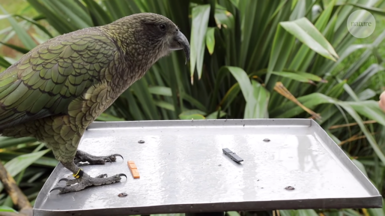 The parrots that understand probabilities