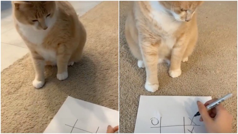 Tic Tac Toe Cat With Quarantined Human