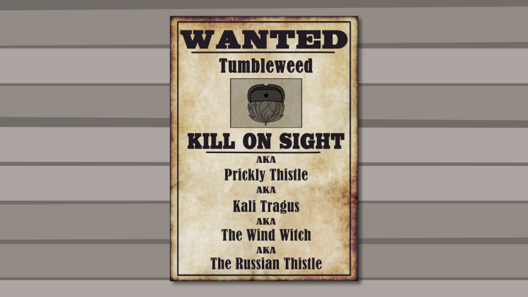 Wanted Tumbleweed
