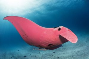 Worlds Only Pink Manta by Kristian Laine
