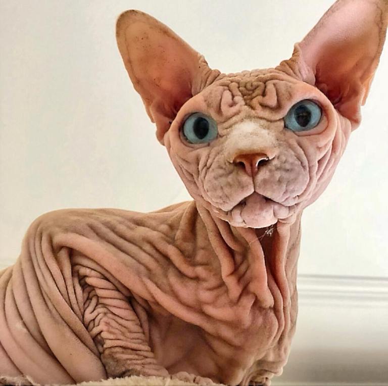 Xherhan the Naked Cat