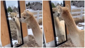 Alpaca Confused by Reflection