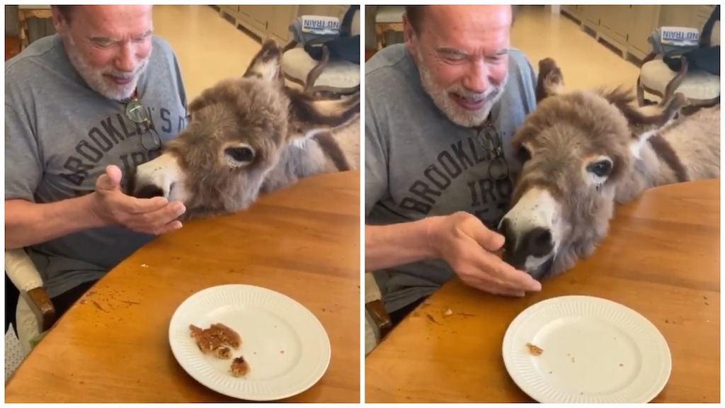 Arnold Schwarzenegger Sings Happy Birthday to Lulu the Donkey