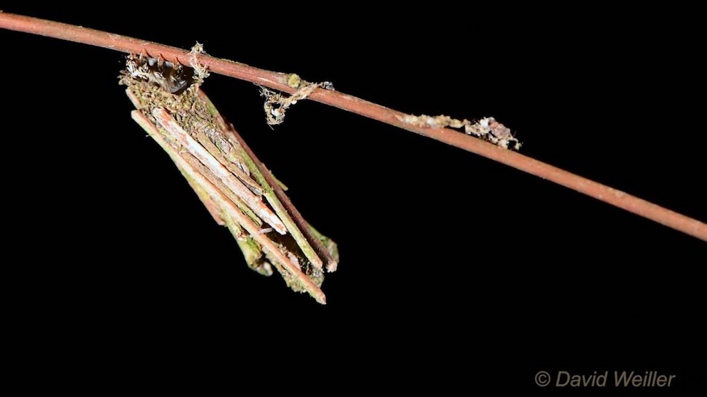 Bagworm-Moth-Caterpillar.jpg