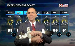 Betty the Weather Cat