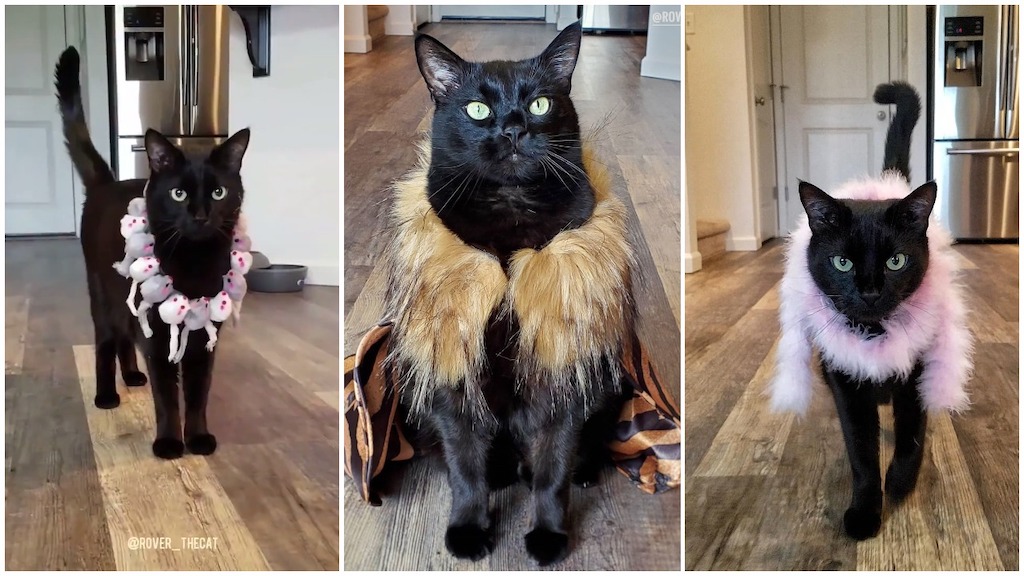 Cats on the Catwalk: The Feline Influence on Fashion Shows