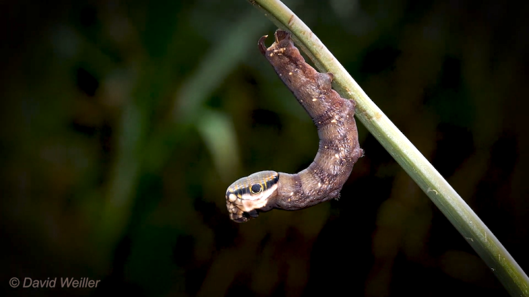 Caterpillar With Snake Head