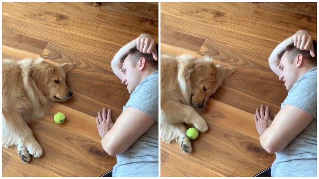 Dog Plays Lethargic Game of Fetch With Human