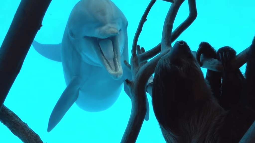 Chico the Sloth Hangs Out With Dolphins at the Texas State Aquarium ...