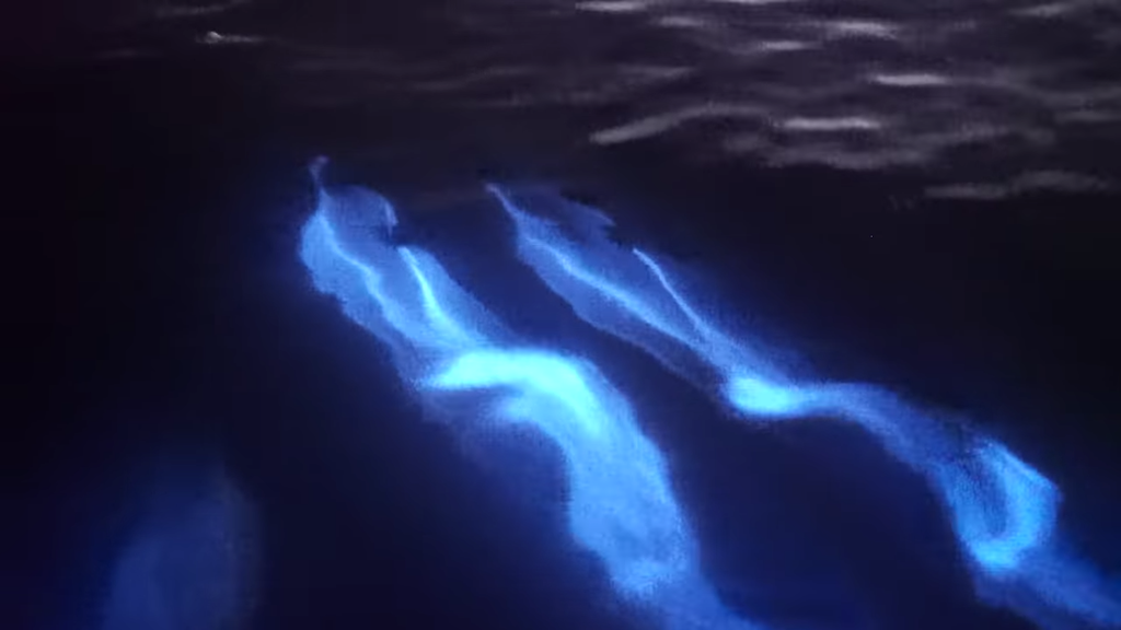 Dolphins Swimming in Bioluminescence