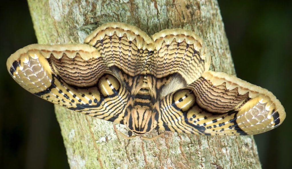 Giant Tiger Eye Bornean Moth