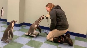 Humboldt Penguins Gather Around Scale