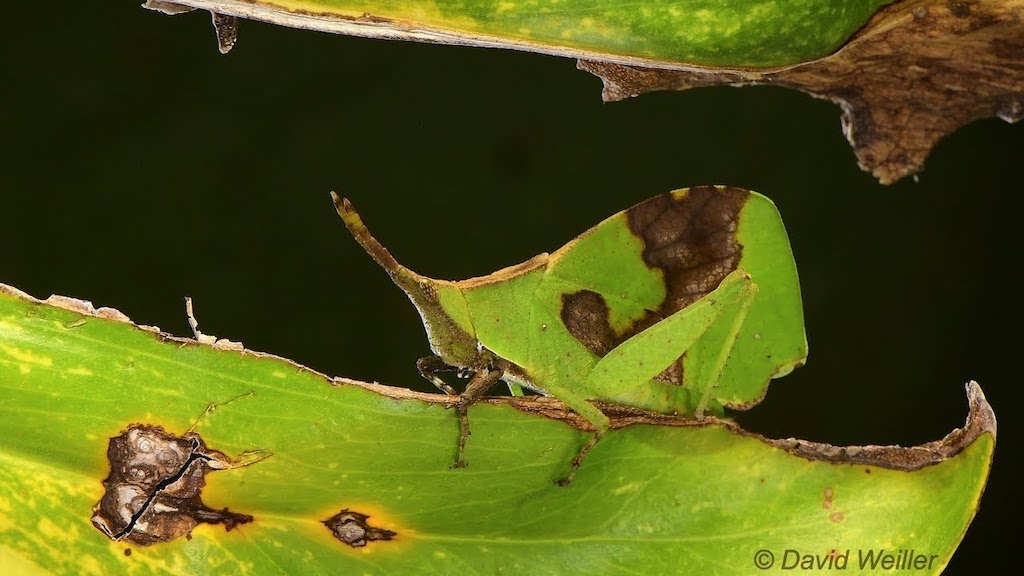 Leaf Grasshopper on Matching Leaf