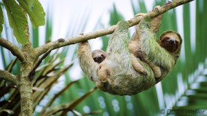 Mother and Baby Sloth