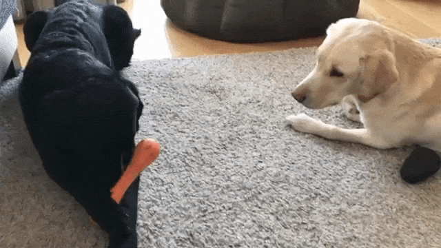 Olive and Mabel Chew Toy Commentary