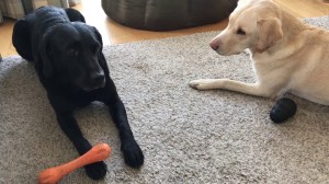 Olive and Mabel Commentary Chew Toy