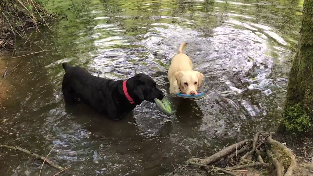 Olive-and-Mabel-Walk-of-Shame.jpg