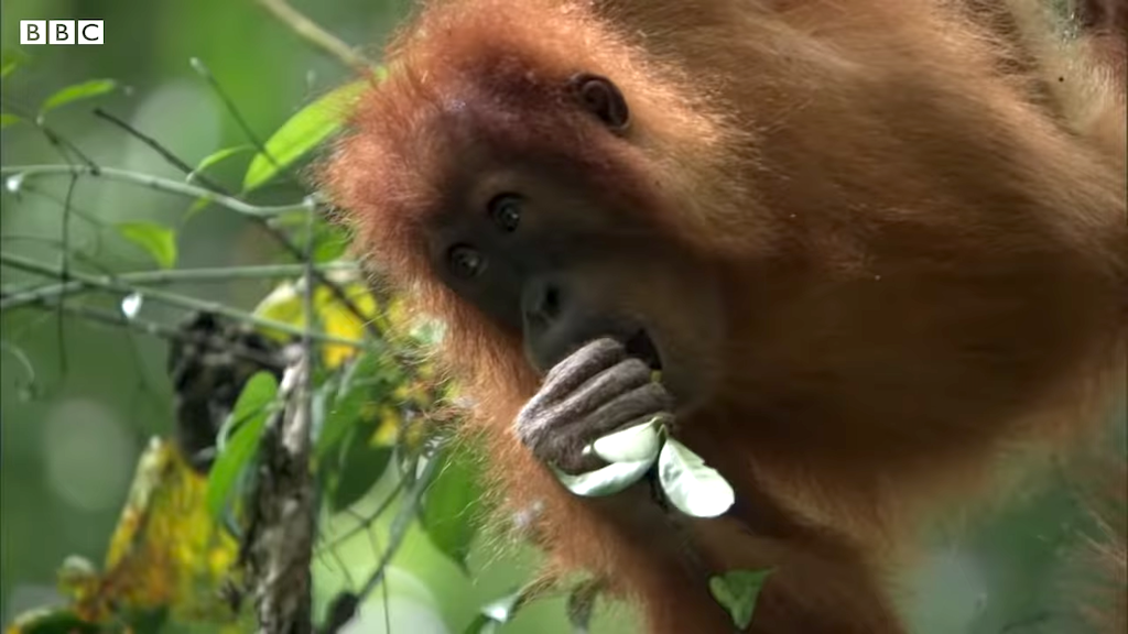 Orangutan-in-Rainforest.png