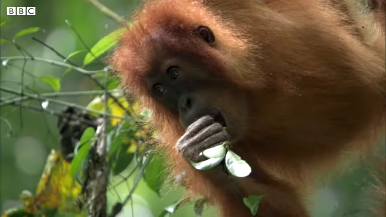 Orangutan in Rainforest