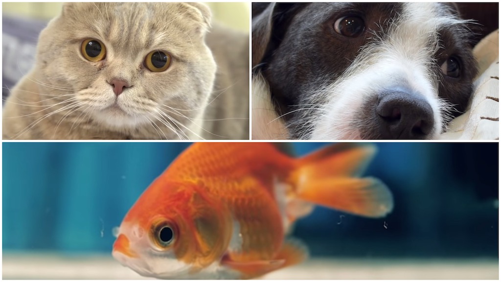 Pets-in-Isolation-Dog-Cat-Fish.jpeg