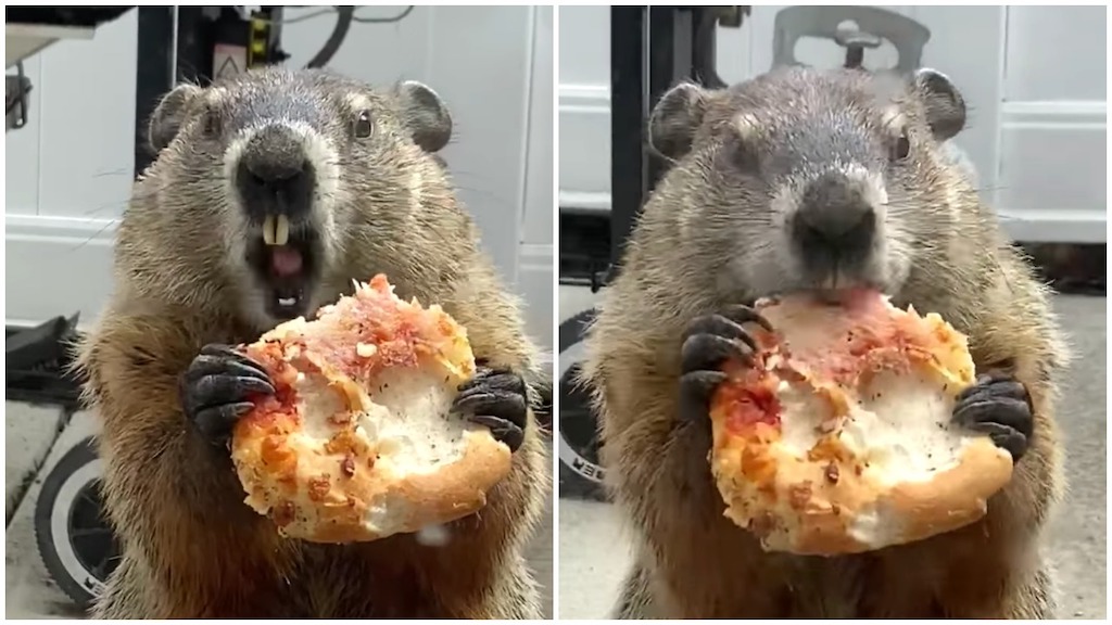 Hungry Groundhog in Philadelphia Calmly Eats a Slice of Pizza Outside a