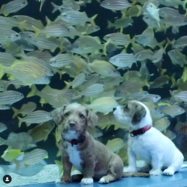 Pups and Fish