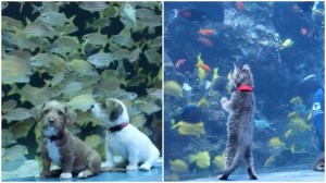 Pups and Kittens visit Aquarium
