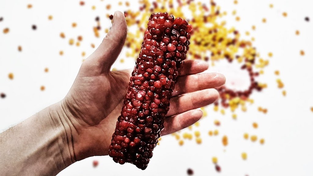 Replacing Corn Kernels With Pomegranate Seeds Timelapse
