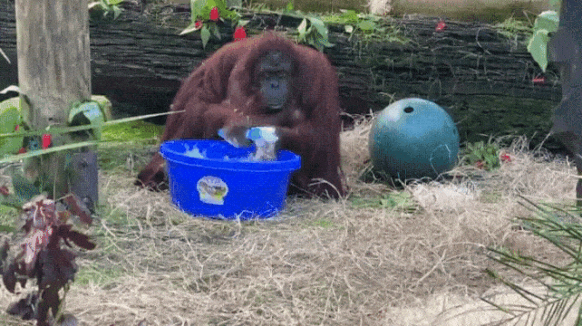 Sandra the Orangutan Washes Her Hands
