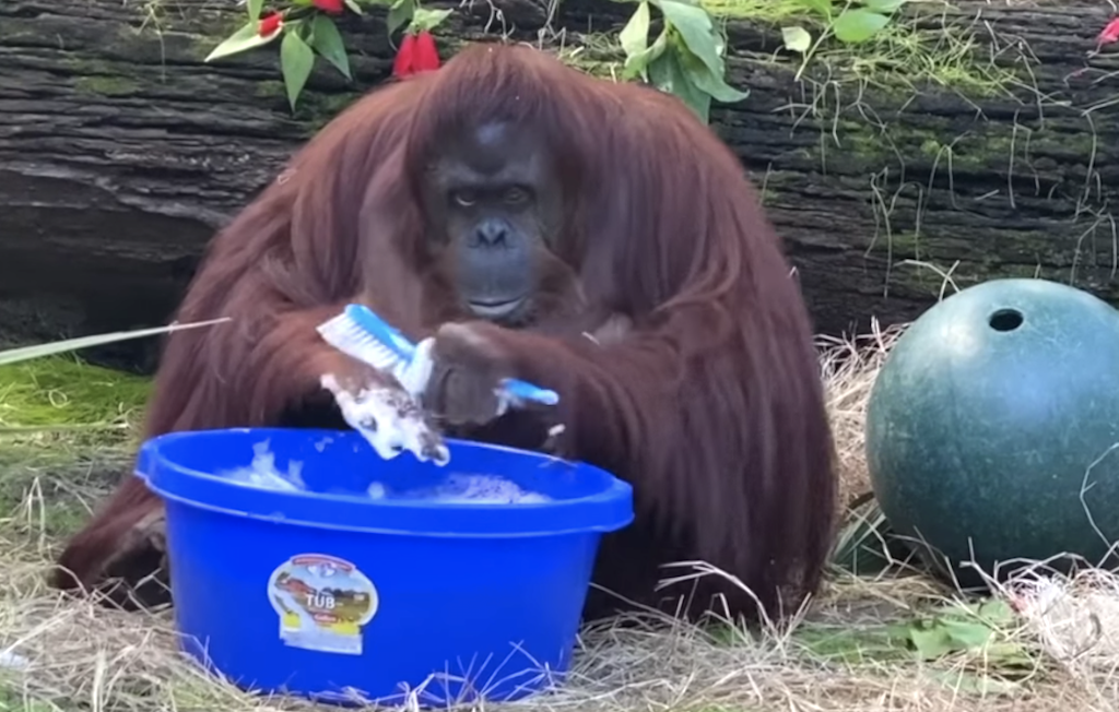 Sandra the Orangutan Washing Hands
