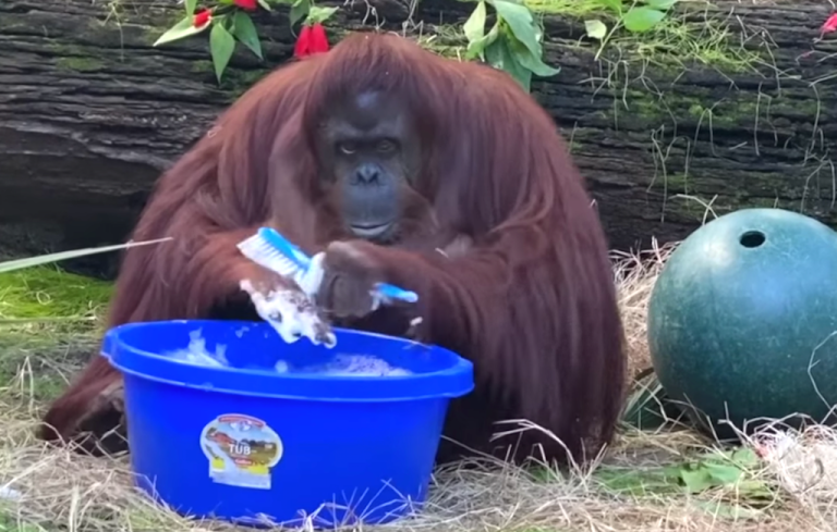 Sandra the Orangutan Washing Hands