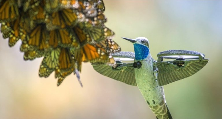 Spy Hummingbird