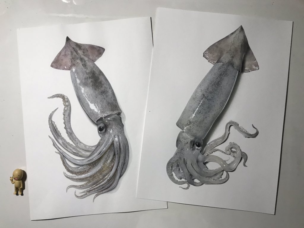 Squid Illustrations