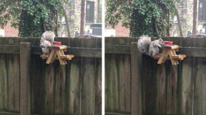 Squirrel at Tiny Picnic Table on Fence