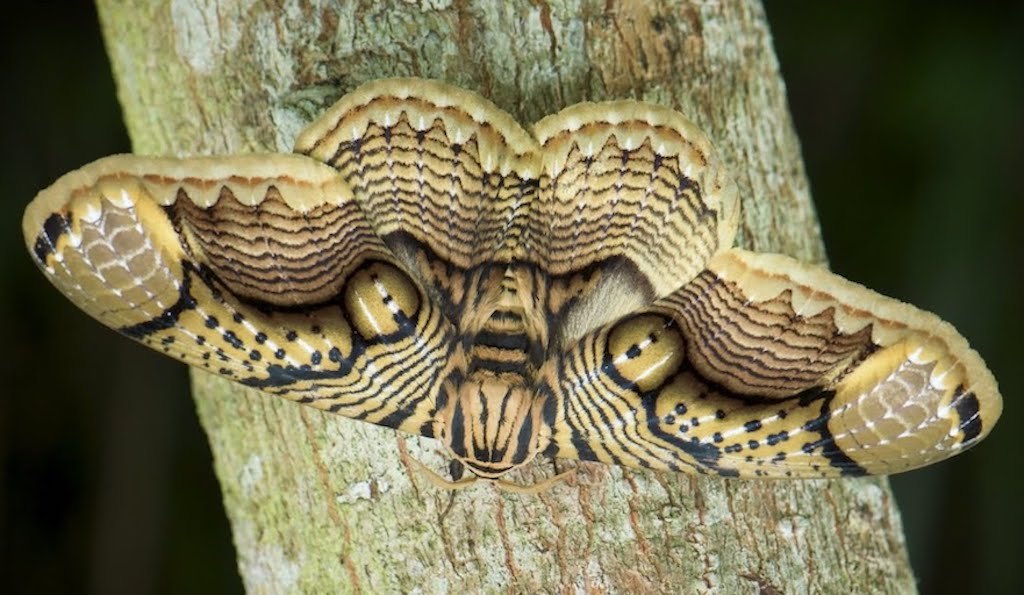 Tiger-Eye-Bornean-Moth.jpg