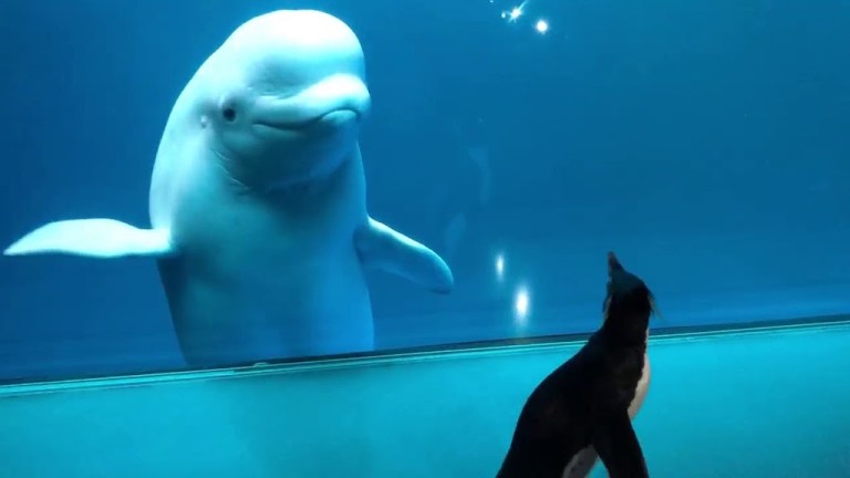 Wellington the Penguin Meets Beluga Shedd Aquarium