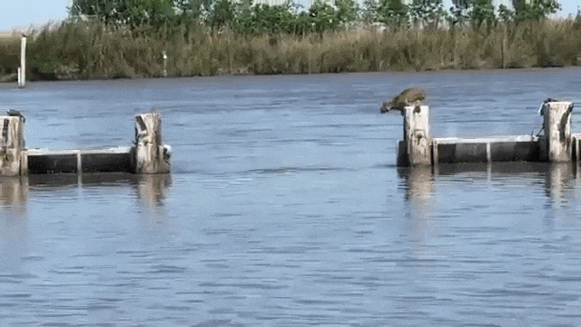 Bobcat Leaps Over Dock Pilings