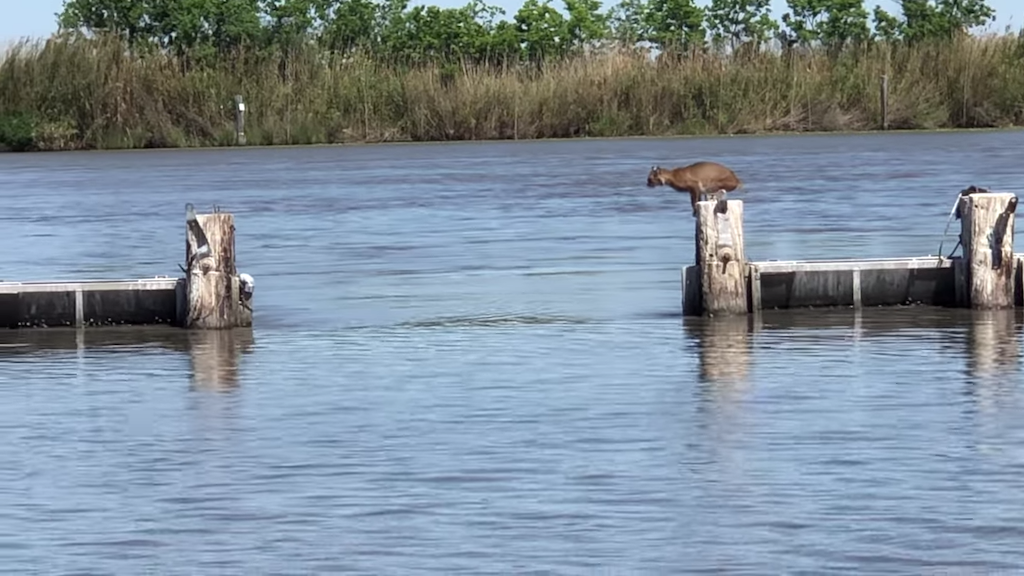 Bobcat-Makes-Long-Jump-Look-Easy.png