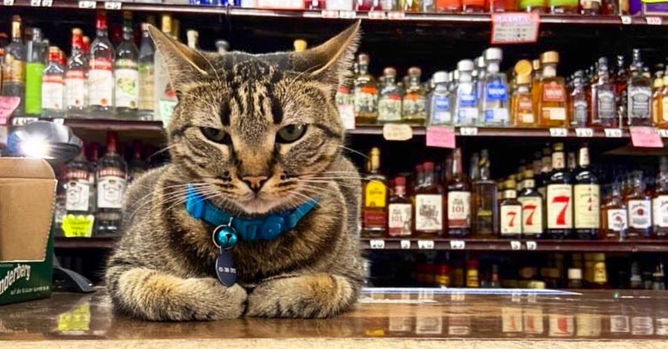 Bodega-Cat.jpg