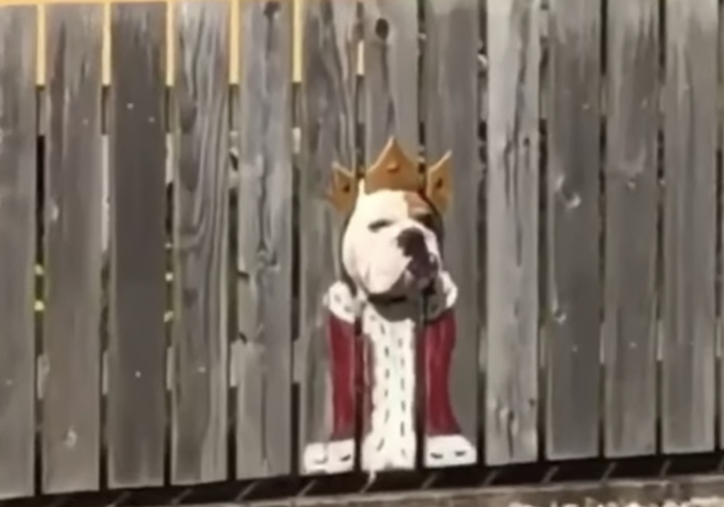 Bogart-Bulldog-Fence-Costume.png