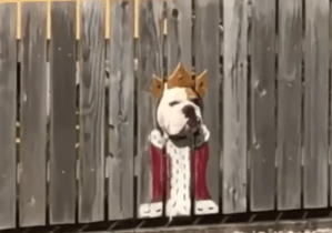 Bogart Bulldog Fence Costume