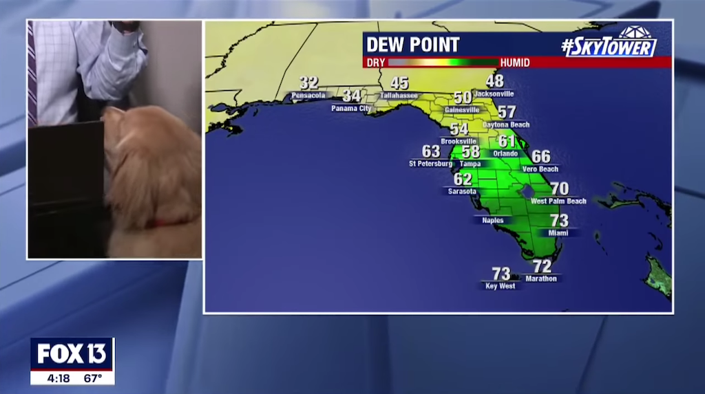Brody Dog Interrupts Weather Report