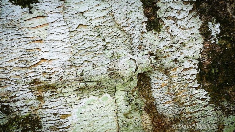 Camouflaged Katydid