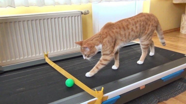 Cat Indy Walking Treadmill