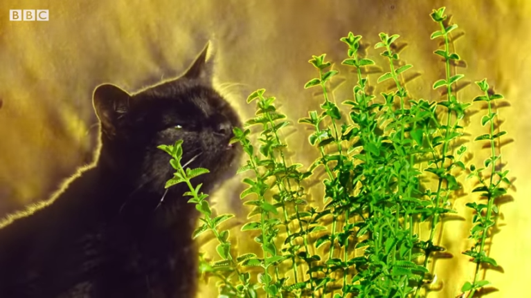 Catnip and Cats