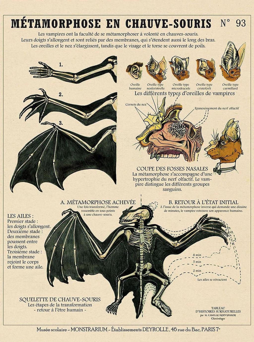 Creature Chart Bat Man