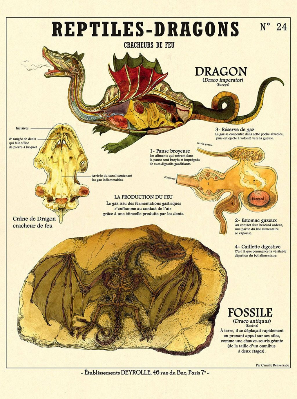 Creature Chart Dragon