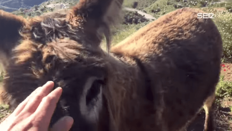 Emotional Reunion Between Man and Donkey